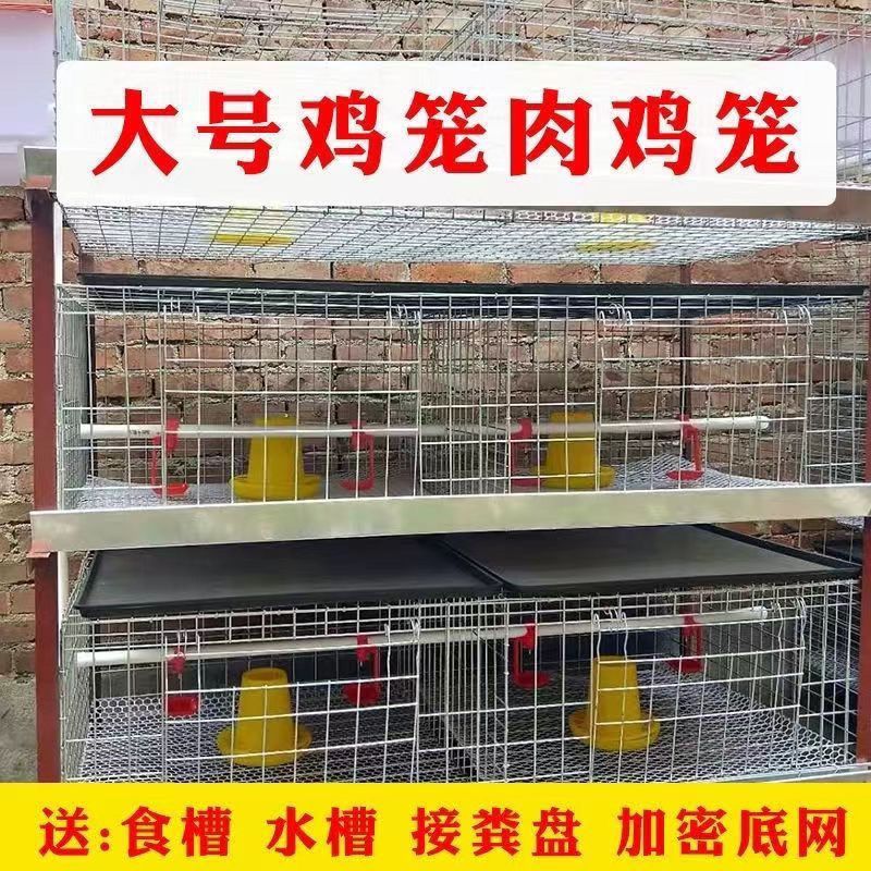 肉鸡笼养殖专用笼三层立体肉鸡笼自动清粪肉鸡笼肉鸡笼养养殖设备