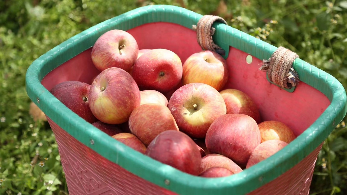 新苹果云南素颜自己种植苹果高原农产品一级水果当季新鲜多汁味甜