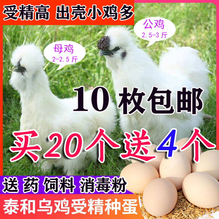 白凤泰和乌鸡种蛋10个免包邮白凤乌鸡受精蛋纯种种蛋可孵化小鸡苗