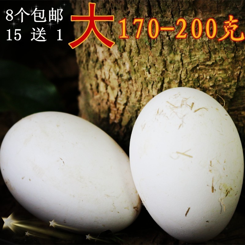 新鲜大鹅蛋正宗农家散养土草蛋双黄蛋两蛋黄宝宝孕妇蛋200克左右