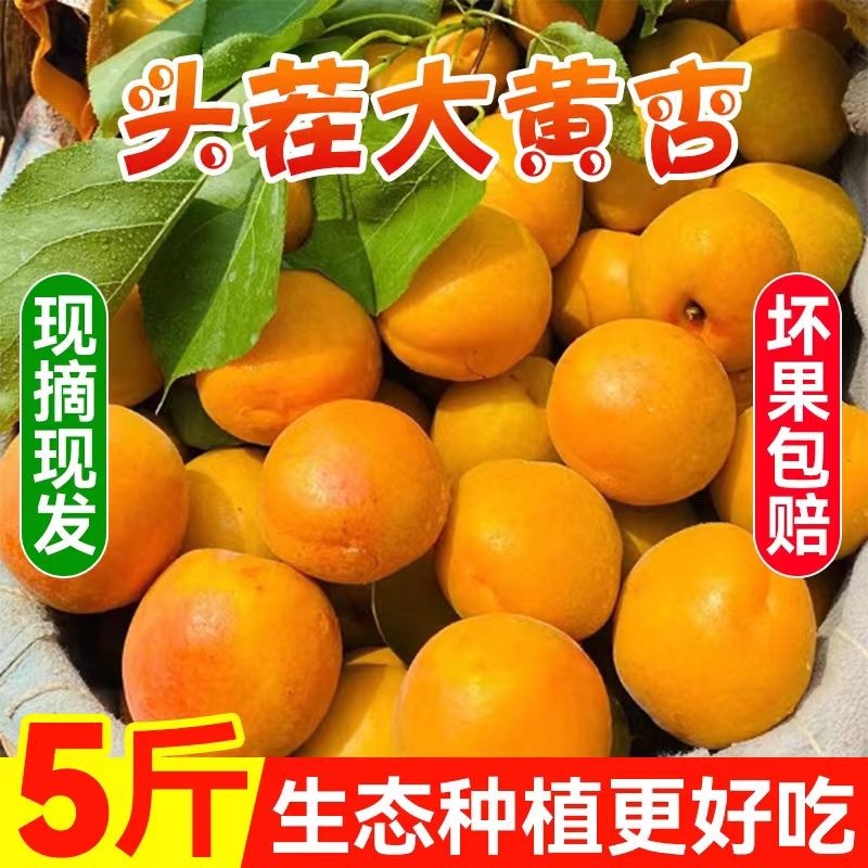 陕西大黄杏新鲜水果包邮5斤装杏子整箱脆杏青杏酸甜孕妇应季水果