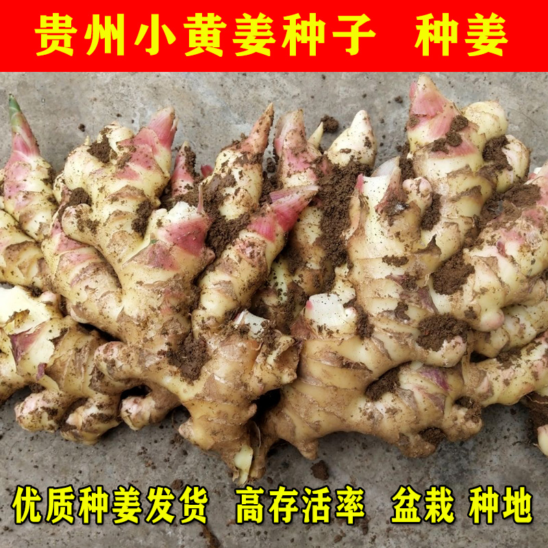贵州小黄姜种子 云南生姜种 新鲜种植老姜芽盆栽姜种籽种苗500g装