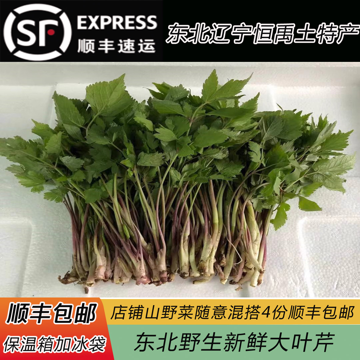 东北特产新鲜山野菜包饺子菜大叶芹芹菜春季绿色250g四份航空包邮