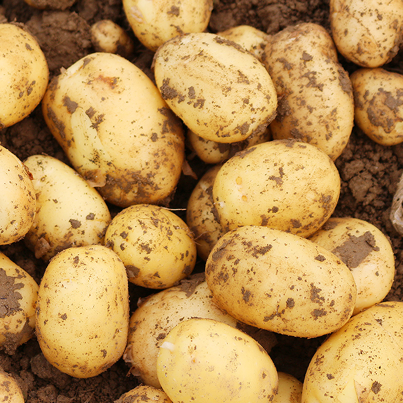 新鲜甘肃定西小土豆宝宝辅食洋芋农家自种马铃薯旱地沙面土豆5斤