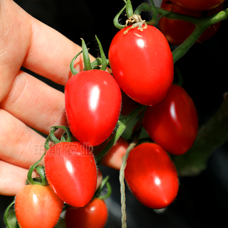 樱桃番茄苗圣女果苗小红番茄珍珠樱桃西红柿苗西红柿种子
