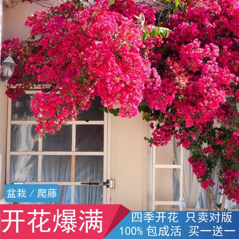 【耐寒】三角梅特价四季开花耐热室外庭院多色花卉绿植爬藤植物