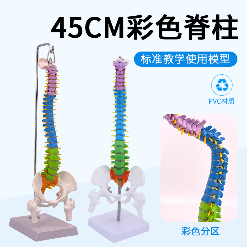 45CM彩色人体脊椎模型带骨盆股骨尾骨脊柱骨骼腰椎颈椎正骨模型