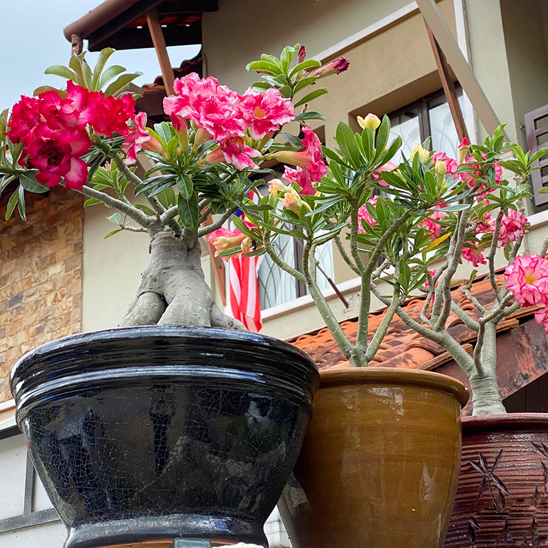 重瓣沙漠玫瑰花苗盆栽四季花卉绿植物老桩室内阳台小盆景开花不断
