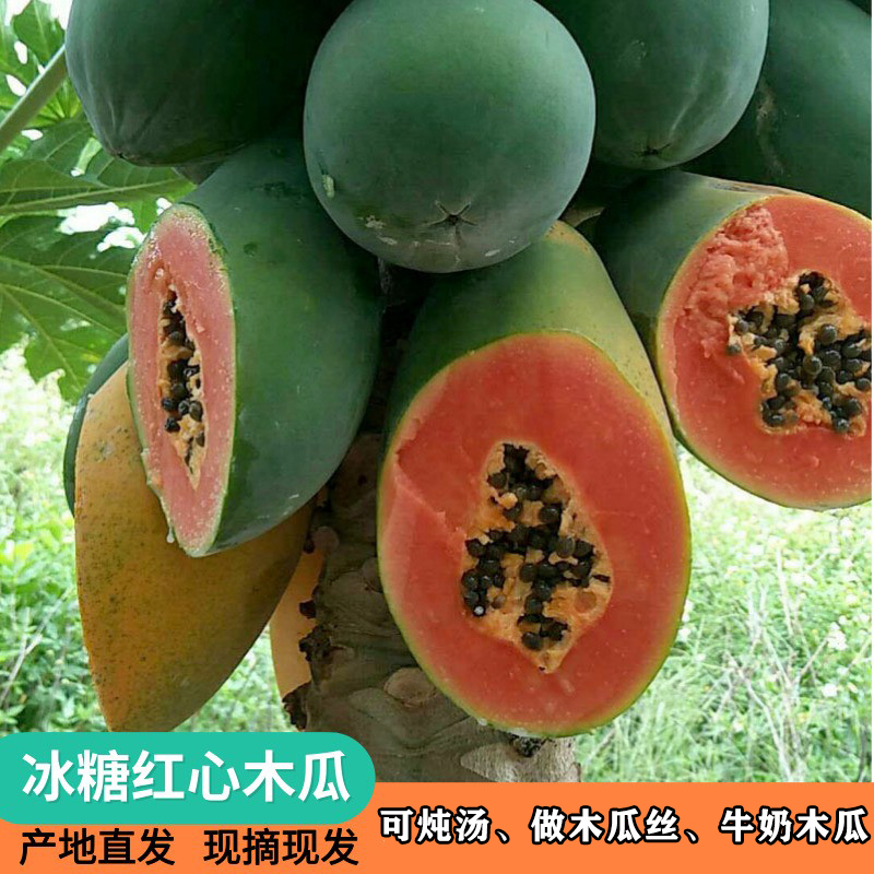 广西新鲜木瓜 现摘现发新鲜水果青木瓜红心木瓜牛奶女生水果10斤