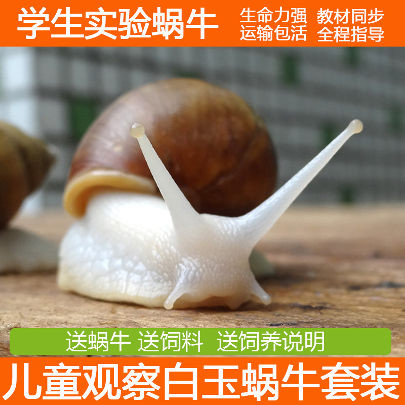蜗牛宠物活体白玉大蜗牛饲料学生科学实验幼儿园小动物窝牛活物