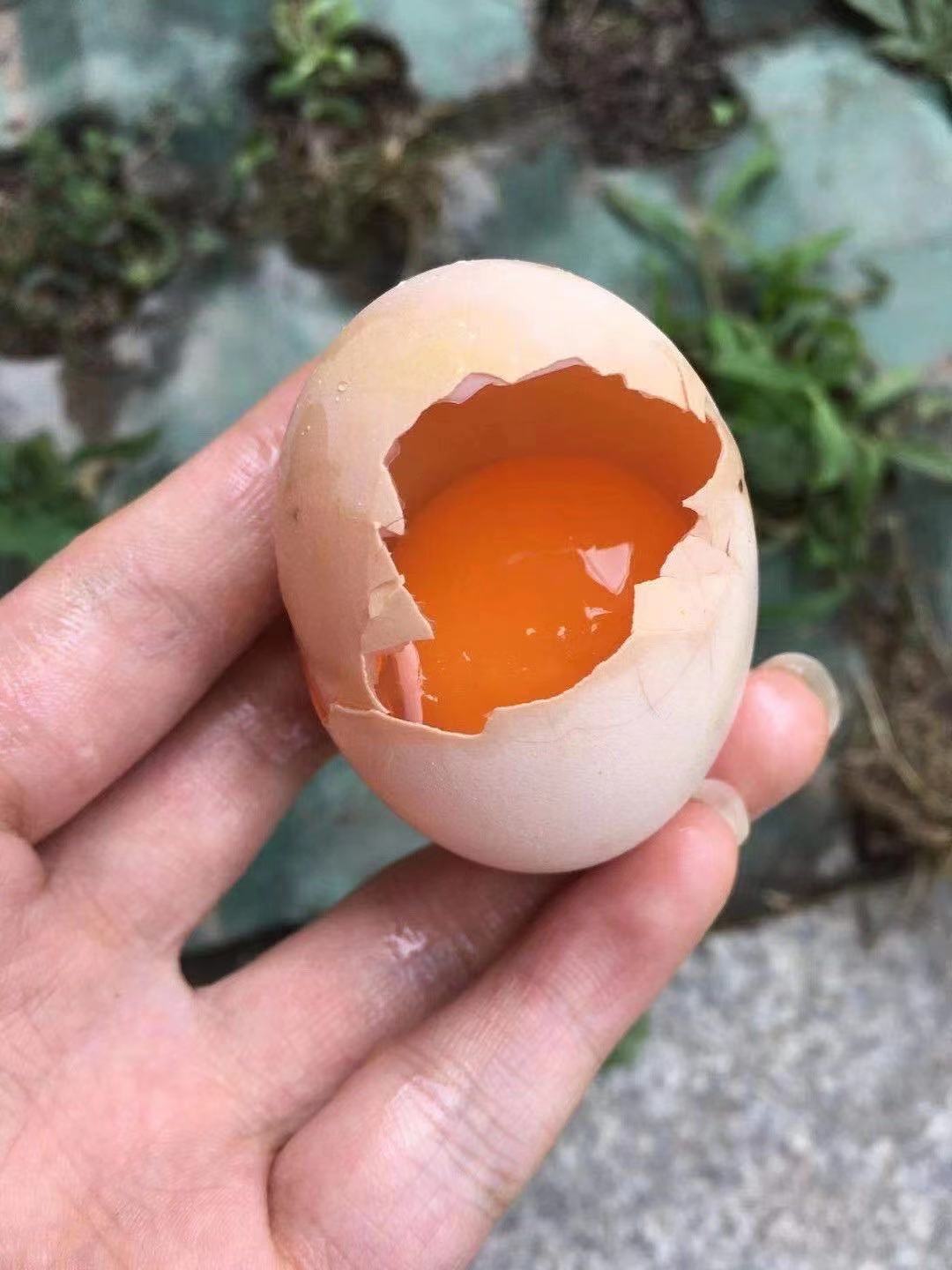 贵州散养正宗土鸡蛋柴鸡蛋月子30枚包邮生态新鲜草鸡蛋无菌蛋现捡