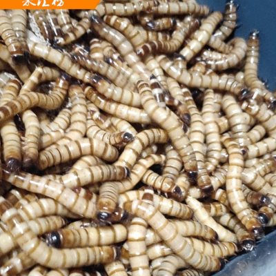 大麦虫活体4-6厘米大号麦虫面包虫蛋白虫鸟食宠物饲料一斤500g