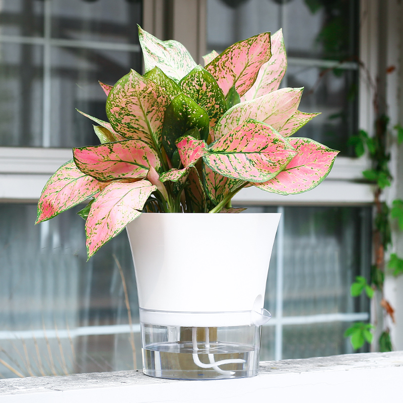 网红透明可视水位壶嘴款阳台桌面创意懒人自吸水养花绿植植物花盆