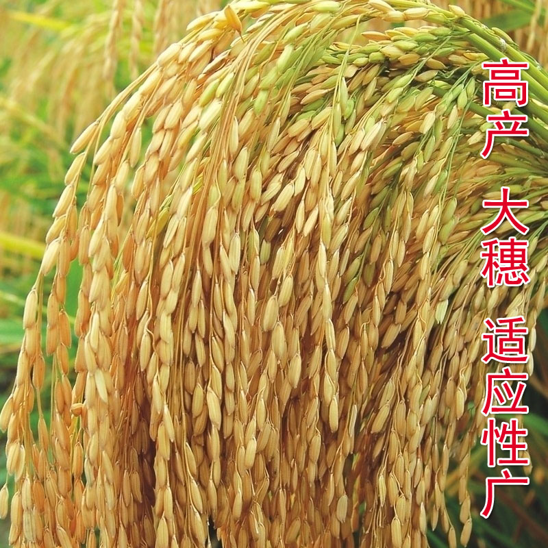 旱稻水稻谷种水稻种子黄华占优质高产谷种双季大田种植常规种水稻