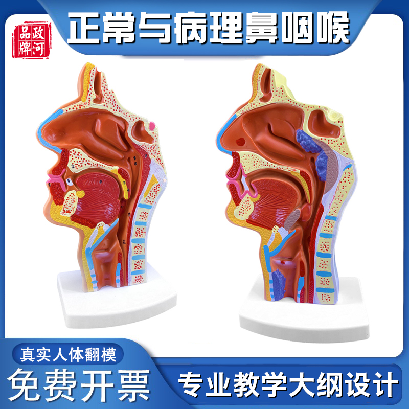 鼻腔放大模型人体器官解剖模型眼耳鼻子咽喉N医院用五官科教学模