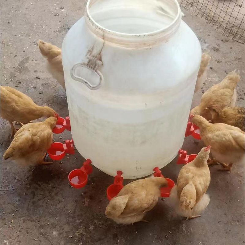 鸡鸭鹅自动水碗饮水器喂鸽子水碗鸟饮水器鹌鹑养鸡养殖设备鸡水槽