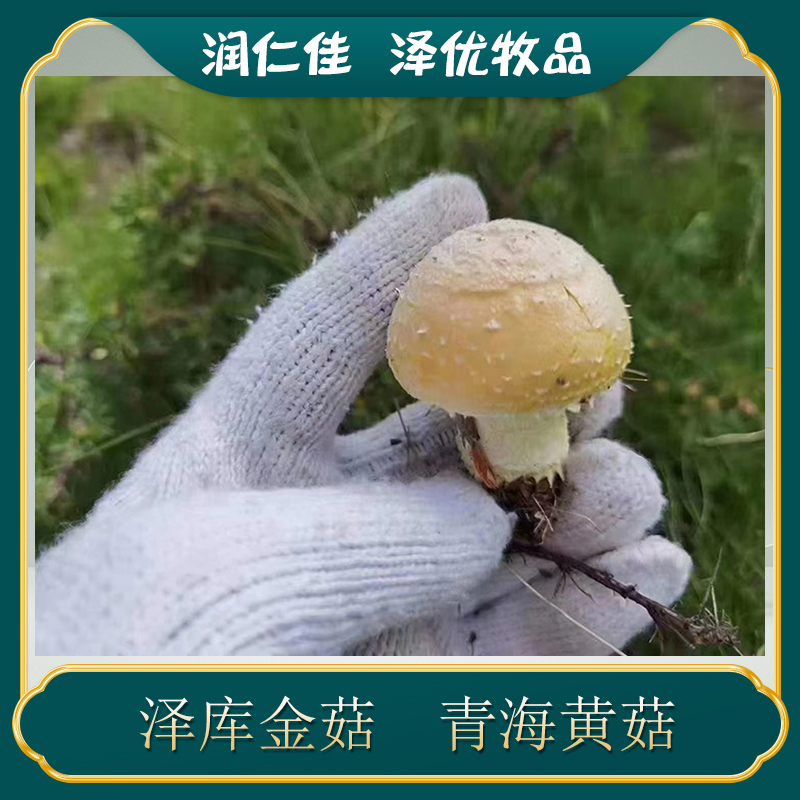 青海黄菇产地直供泽库金菇高原盒装特产煲汤干货菌类150g