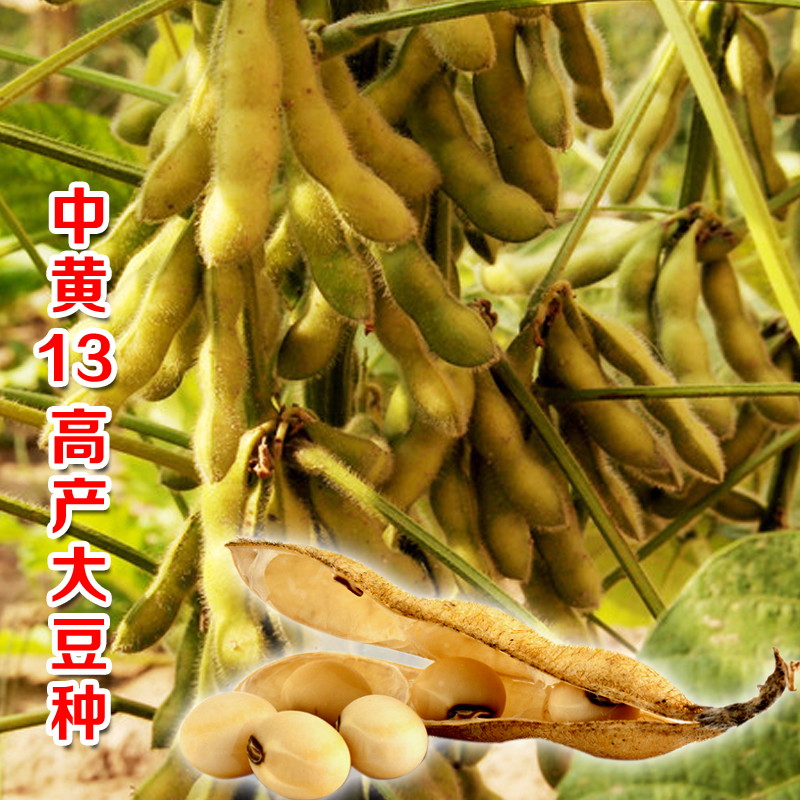 中黄13大豆种子黄豆种籽国审农户大面积种植亩产千斤春季夏季秋