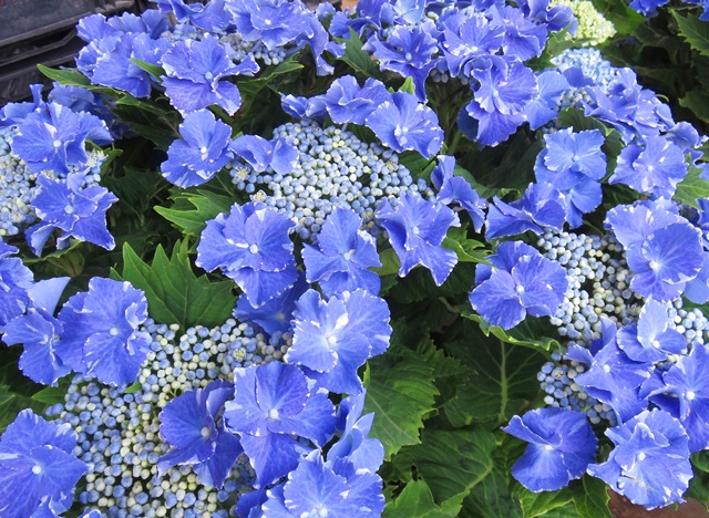 枫雪园艺 星空 盆栽植物花卉日本进口绣球花新品叶片褶皱庭院