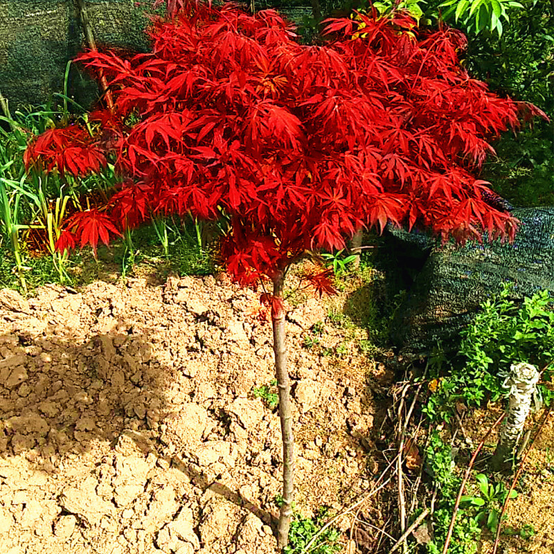 红枫树苗日本红枫红舞姬盆景中国红枫南北方种植庭院别墅四季红枫
