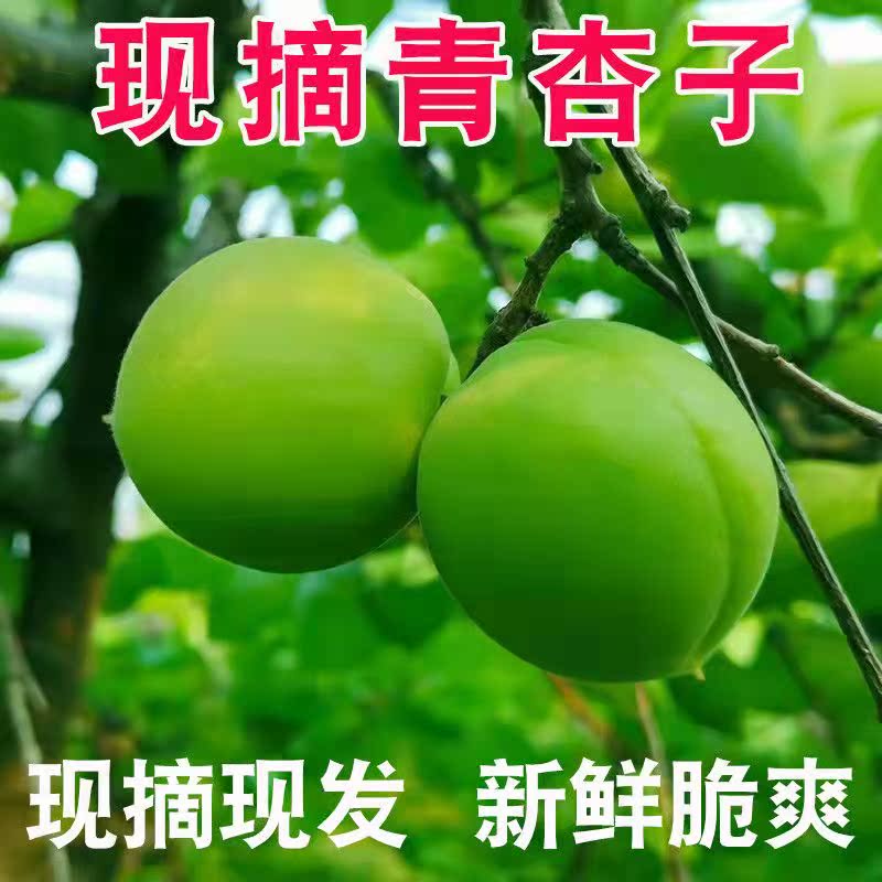 2024现摘青杏新鲜农家脆绿杏酸杏 酸水果孕妇水果杏子