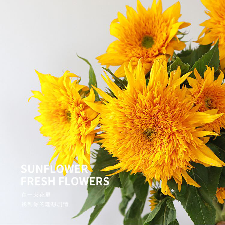 四季珍集|重瓣向日葵泰迪 稀有品种太阳花顺丰包邮3支可做干花