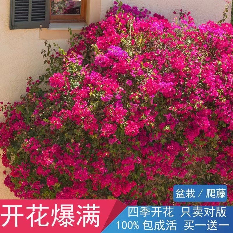 【耐寒】三角梅特价四季开花耐热室外庭院多色花卉绿植爬藤植物