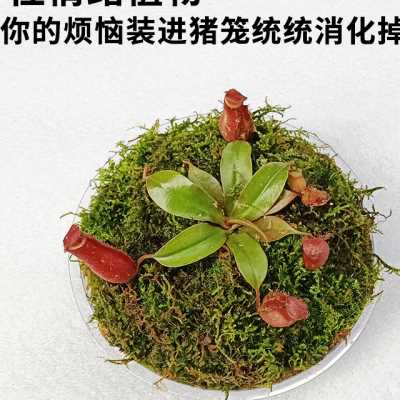 趣味解压礼品创意植物快乐星球捕蝇草生态微景观公司客厅桌面花园