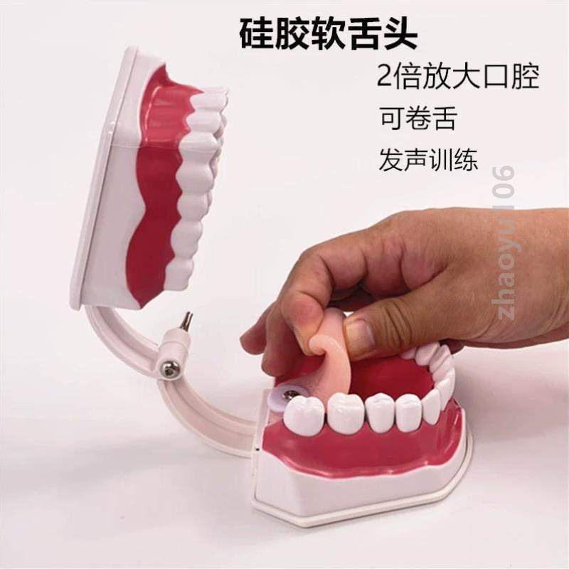 口腔护理保健模型牙齿玩具玩具教具幼儿园儿童牙齿牙牙齿刷牙模型