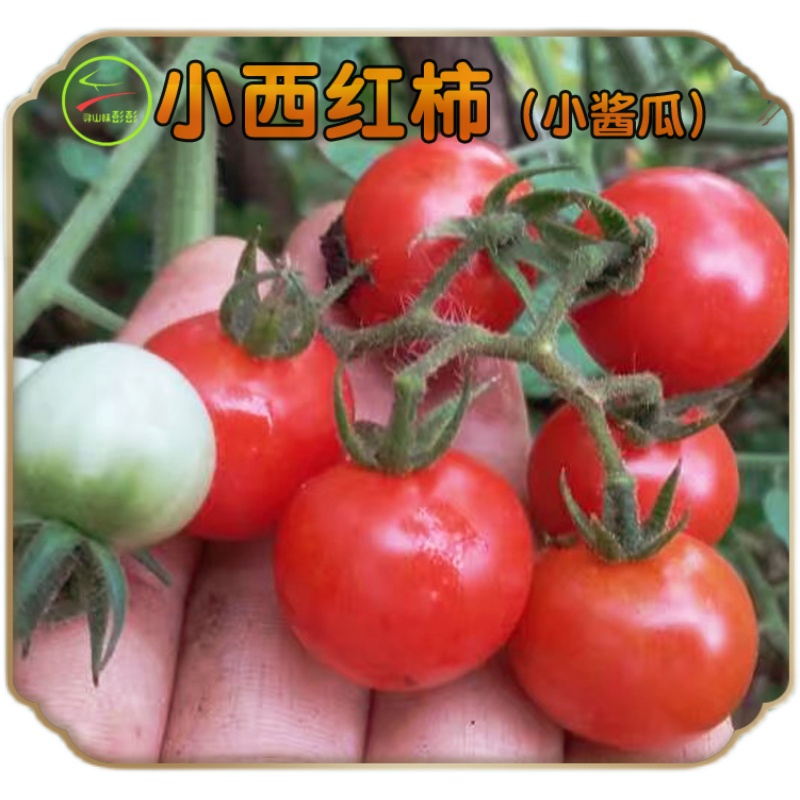 湘西炒菜新鲜小西柿 食用炒菜泡菜 新鲜蔬菜 保靖新鲜湿米粉