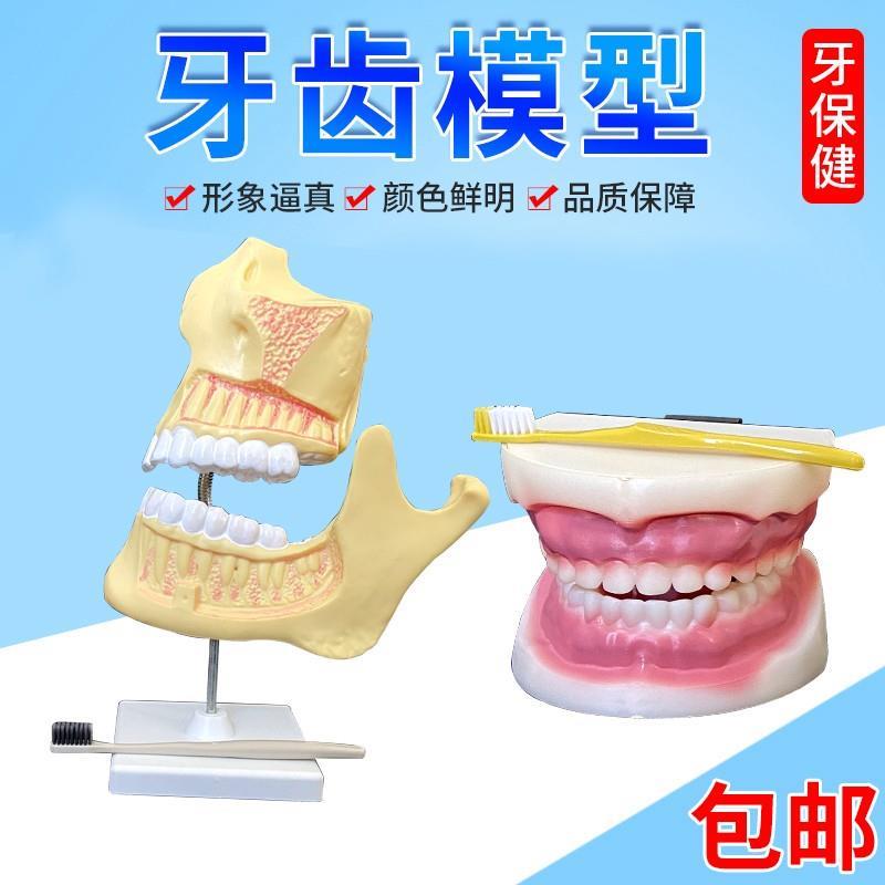 儿童牙列模型J39052口腔模型牙齿模型幼儿园早教教具口腔医学护理