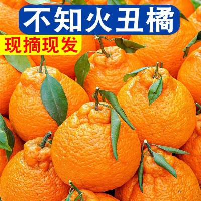 新鲜水果四川不知火丑橘手剥橘子桔子应季水果孕妇水果宝宝辅食
