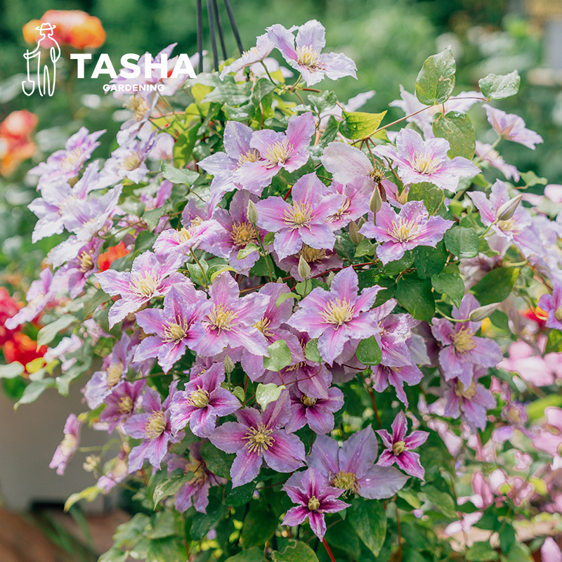塔莎的花园 铁线莲小苗组合爬藤开花植物常绿银币多年生花卉盆栽