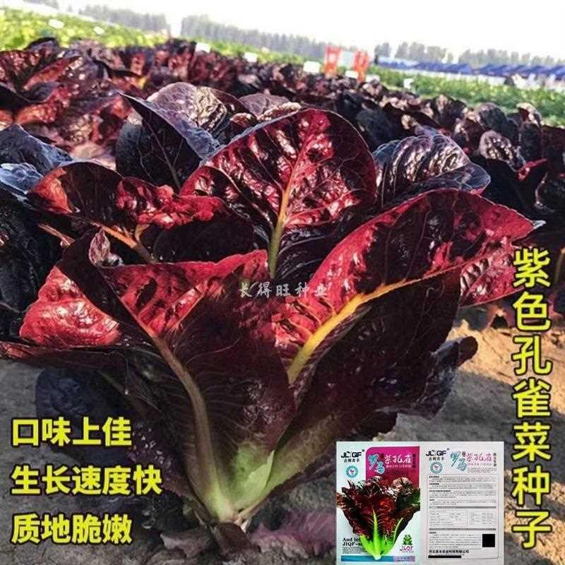 种子生紫罗马菜孔雀紫菜包心生菜种籽四季种高钙营养蔬菜种子大全