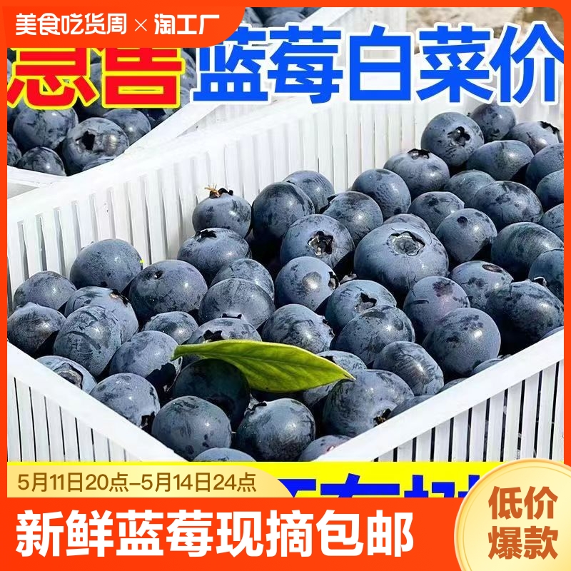 高原新鲜蓝莓王70g盒鲜果盒装当季水果现摘现发孕妇整箱现摘包邮