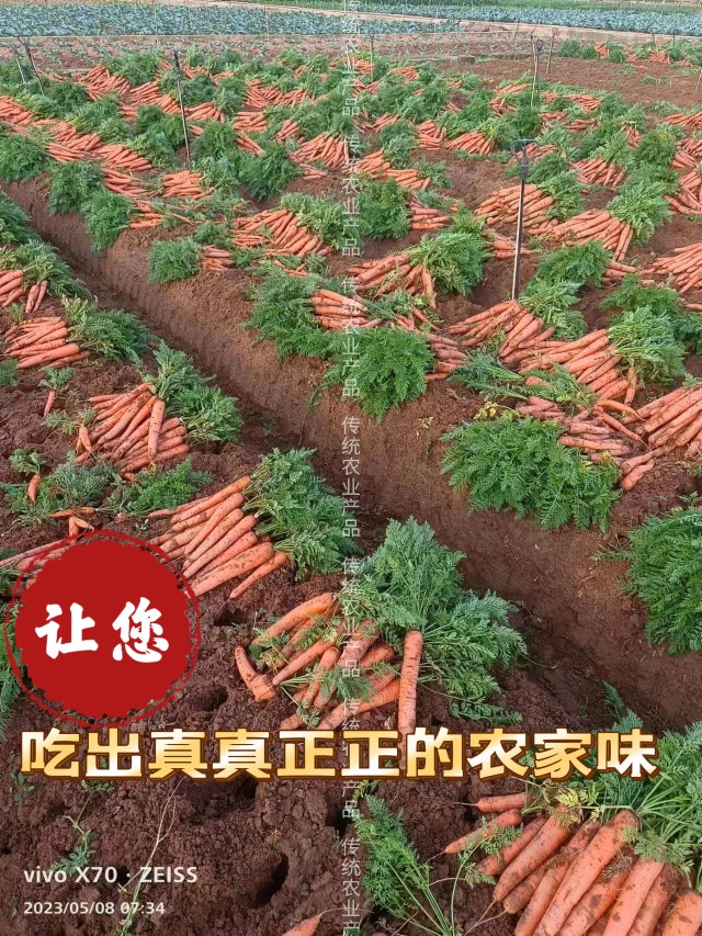 农家自种新鲜胡萝卜云南红土山地小萝卜萝宝宝孕妇辅食带叶带泥发