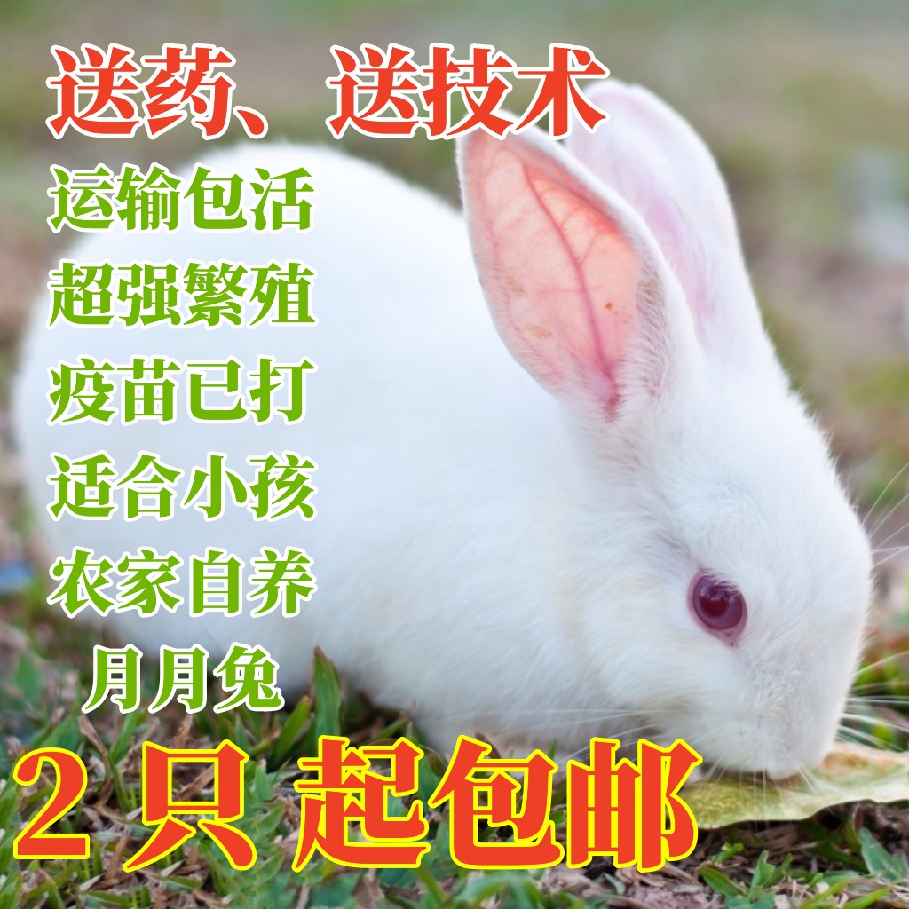 兔子活物小白兔子活体一公一母一对肉兔仔种幼崽宠兔苗2只起 包邮
