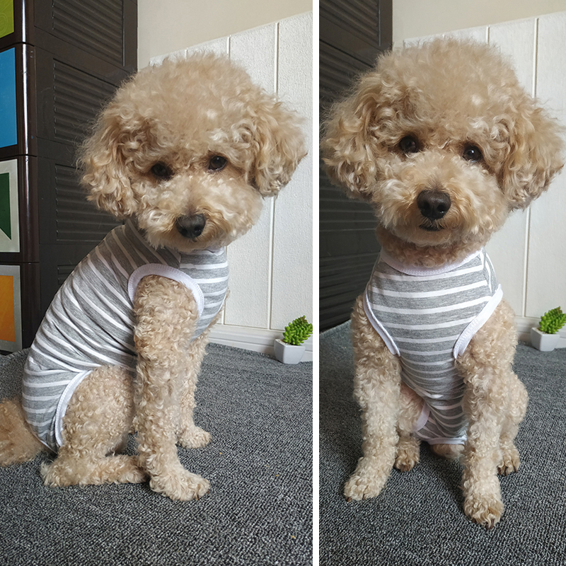 小型犬狗狗衣服泰迪比熊包肚子护肚背心纯棉条纹绝育术后护理服薄