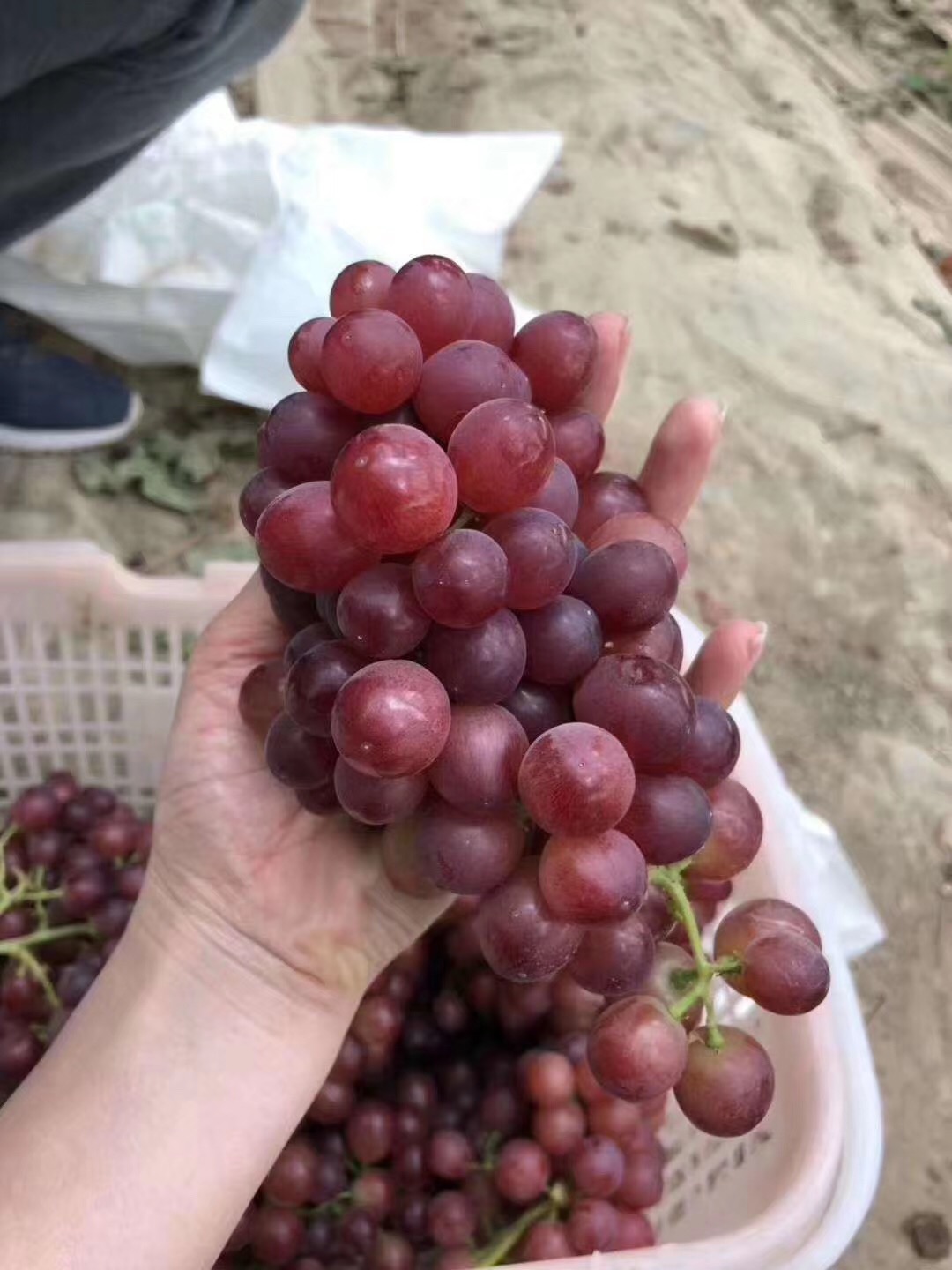 新疆玻璃翠葡萄吐鲁番新鲜水果当季无核阳光无籽红提葡萄4斤