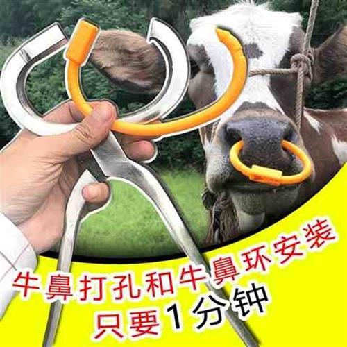 穿牛鼻子牵引扣的工具穿孔钳子自动养牛场设备用养殖牛鼻环牛鼻圈