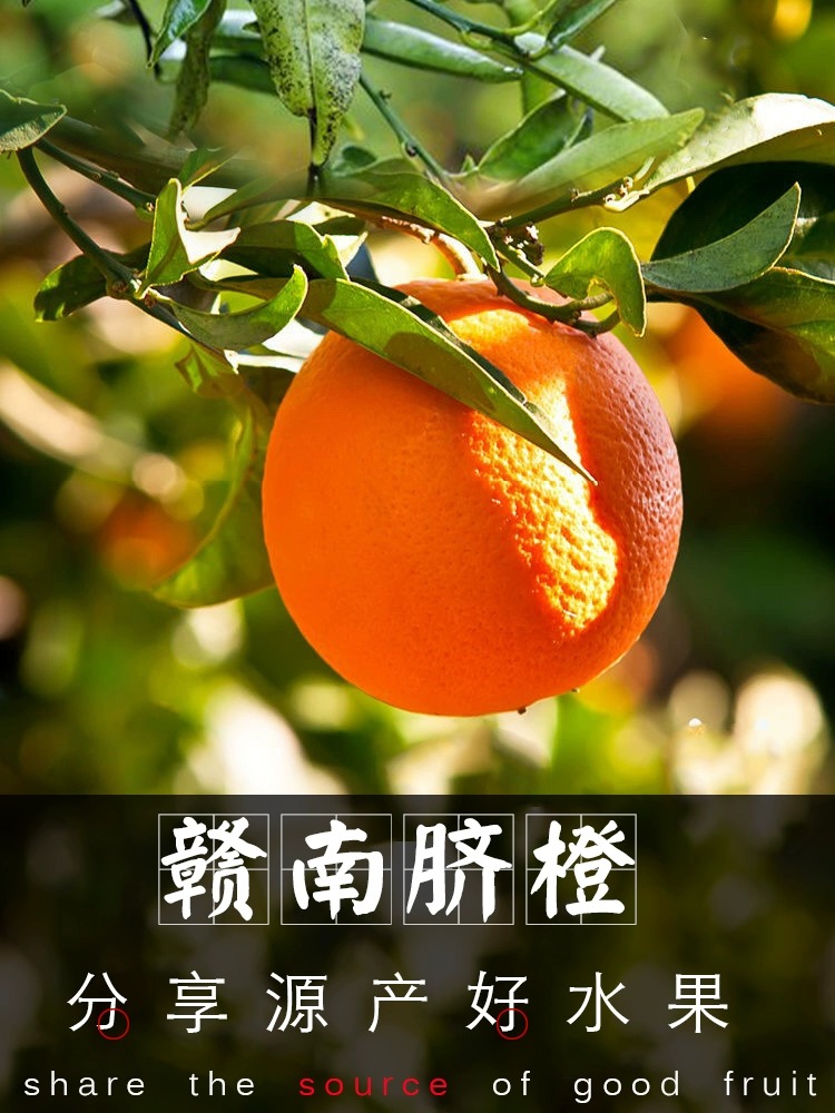 江西正宗赣南脐橙10斤橙子当季水果新鲜浓香橙手剥甜橙精品果直发