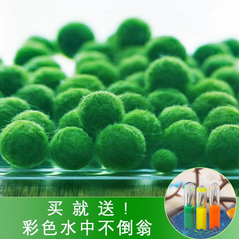 marimo海藻球生态瓶创意迷你盆栽桌面绿植水培植物球藻diy水藻球
