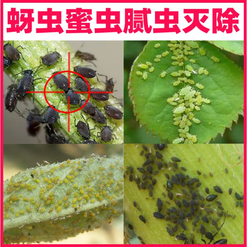 蔬菜植物去虫子药杀蜜虫芽虫药剂专门治蜜虫子腻虫蚜虫小黑飞的