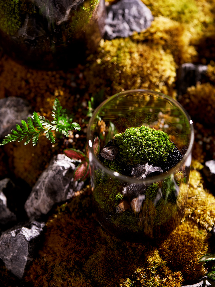 禾叶色苔藓微景观盆栽生态瓶奇趣创意DIY植物小盆景桌面好养绿植