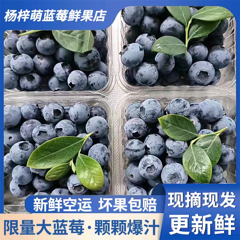 云南新鲜蓝莓当季现摘现发孕妇宝宝水果辅食脆香甜蓝莓F6