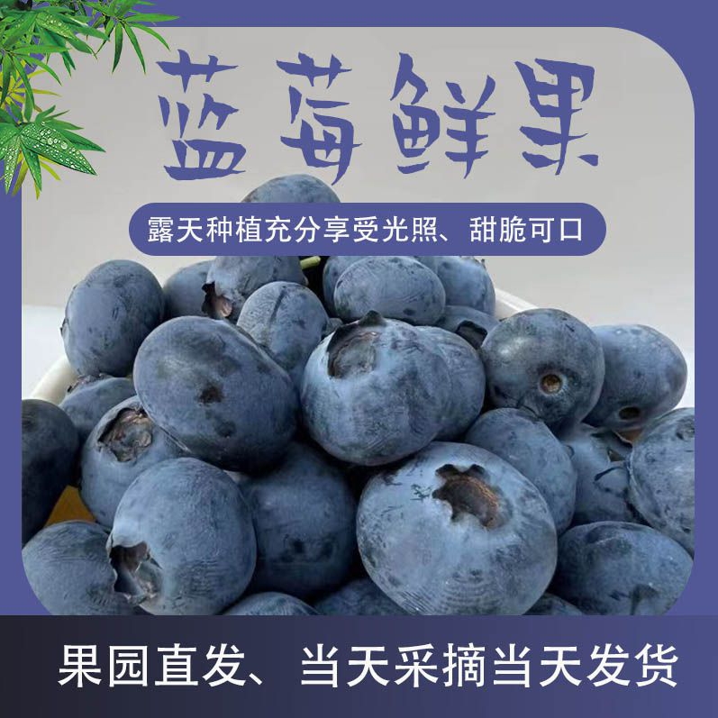 ［顺丰空运］云南澄江高原蓝莓宝宝辅食孕妇水果新鲜大果现摘现发