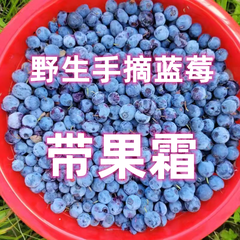 大兴安岭野生手摘蓝莓带果霜后期成熟果速冻水果顺丰生鲜包邮