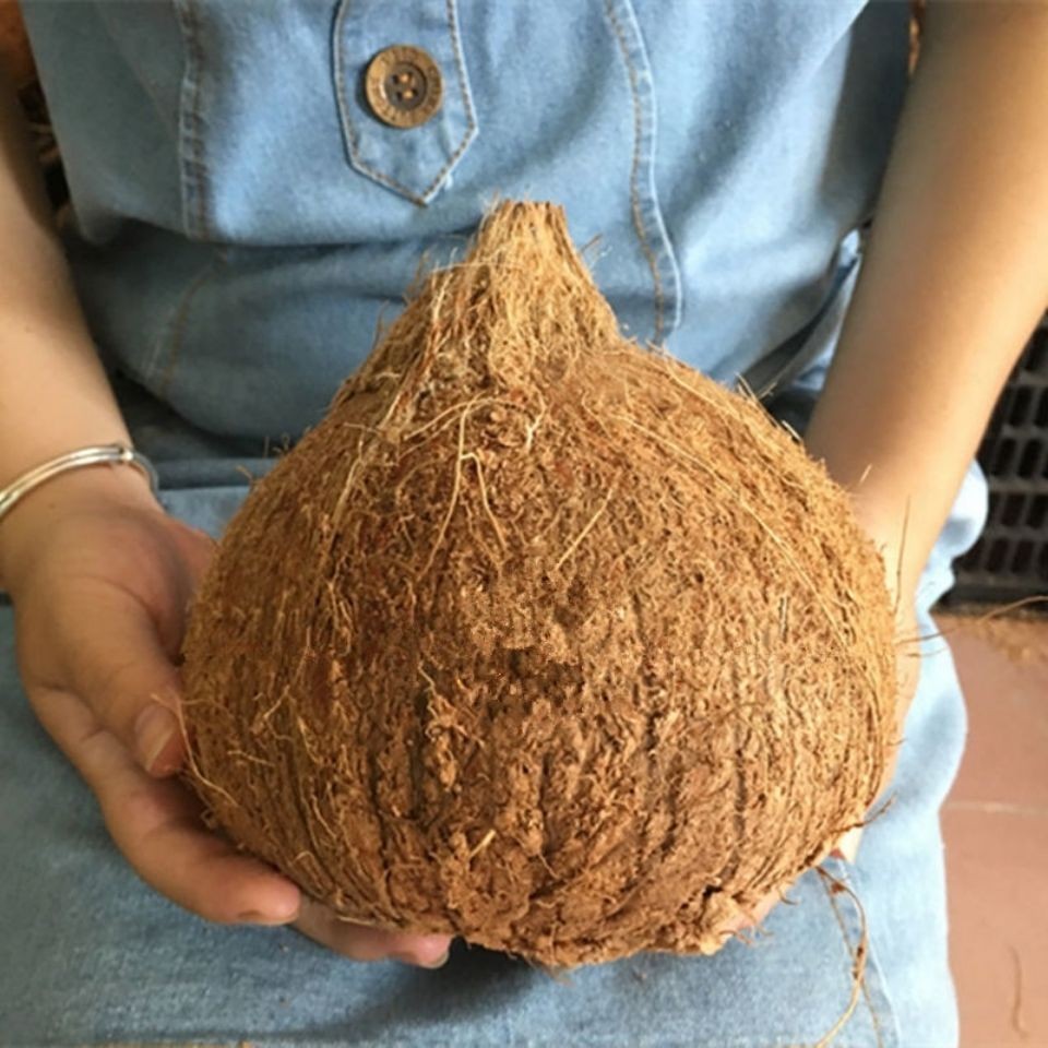 海南椰子特大老椰子椰青孕妇水果毛椰子当季新鲜椰子周长41-43cm