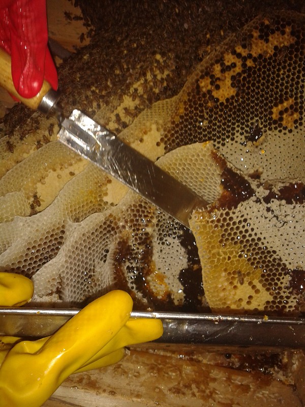 甘肃会宁土蜂蜜，百花蜜，土特产，结晶土蜂蜜