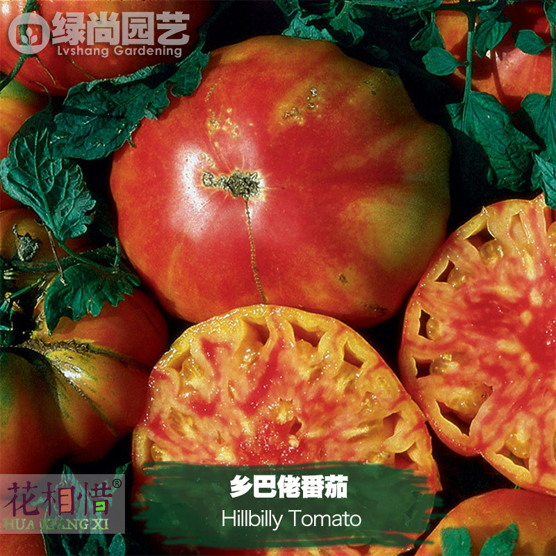 乡巴佬番茄种子进口西红柿四季播种阳台盆栽蔬菜种籽瓜果番茄苗
